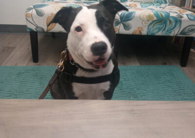 Penelope, Facility Dog